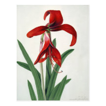 Flower Study, Postcard