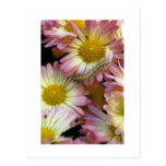 Flower Surfing Post Cards
