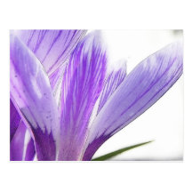 Flower Time - Spring Crocus! Post Card