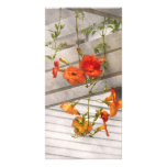 Flower - Trumpet melodies photo cards