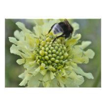 Flower with Bumble Bee Invitation