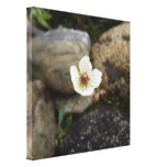 Flower with Soft Rock Background Stretched Canvas Print