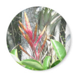 Flowering Air Plant Fridge Magnets