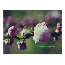Flowering Almond Post Card