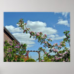 Flowering Branches Against Blue Sky Poster