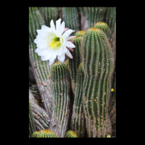 Flowering Cacti posters