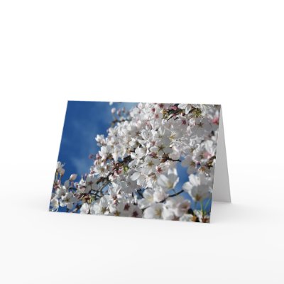 Flowering Cherry Tree Card by LorrieM