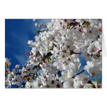 Flowering Cherry Tree Card