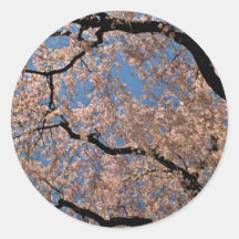 Flowering Cherry tree Pink flowers Round Stickers
