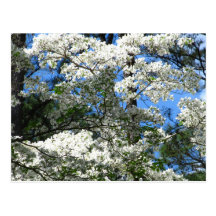 Flowering Dogwood Post Cards
