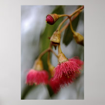 Flowering Gum Tree Print
