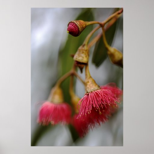 Flowering Gum Tree Print