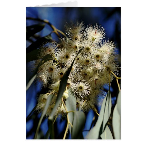 Flowering Gum Tree White Flowers Greeting Card Zazzle