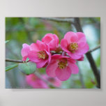 Flowering Quince posters