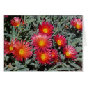 Flowering Succulents cards