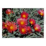 Flowering Succulents cards