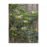 Flowering Tree Branches Postcard