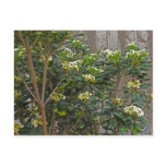 Flowering Tree Branches Postcard