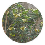 Flowering Tree Branches Sticker