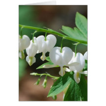 Flowering White Bleeding Heart Greeting Card
