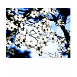 Flowering white dogwood shirt