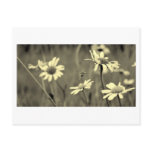 Flowers #2 postcards