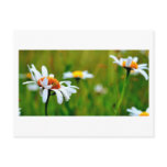 Flowers #4 postcards