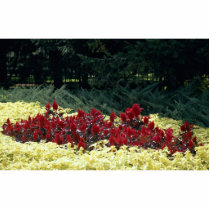 Flowers at the entrance of botanical garden, Quebe Photo Sculptures