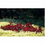 Flowers at the entrance of botanical garden, Quebe photo sculptures