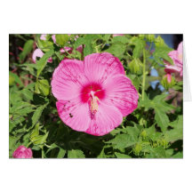 Flowers at the farmers market greeting cards