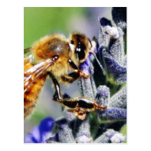 Flowers Bees Postcard