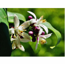 Flowers Blossoms Photo Cutout