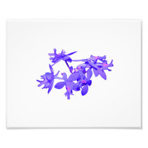 Flowers Blue Tinted Ground Orchid Photo Art