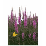 Flowers & Butterfly t-shirts