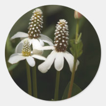 Flowers by the Swamp Round Stickers