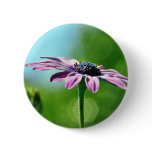 Flowers Daisies Daisy Petals buttons