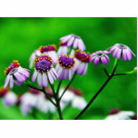Flowers Daisies Daisy Cut Outs