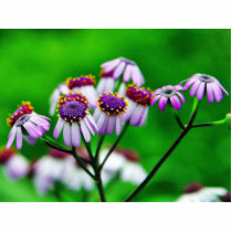 Flowers Daisies Daisy Cut Outs