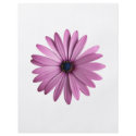 Flowers: Daisy flyers