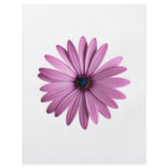 Flowers: Daisy flyers