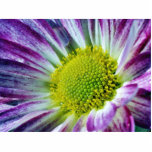 Flowers Dew Macro photo sculptures