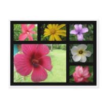 Flowers from Costa Rica Post Cards