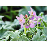 Flowers Frost Ice Dew Winter Photo Cut Outs