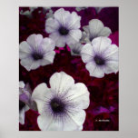 Flowers in a Bed of Perse Posters