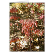 Flowers in Parque Tangamanga Greeting Card
