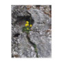 Flowers in Rock Post Cards