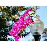 Flowers Lamps Posts Lights photo sculptures