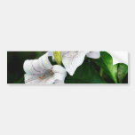 Flowers Leaves Bumper Stickers