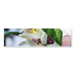 Flowers Myer Lemons Trees bumper stickers
