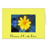 Flowers of Costa Rica 02 a Cards